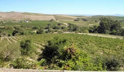 Vineyard