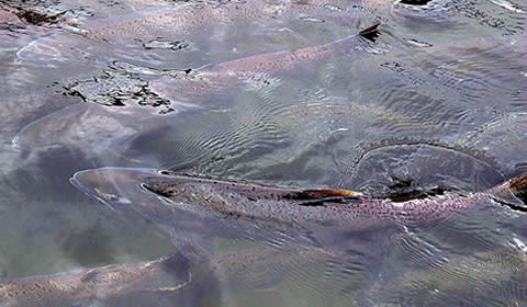 Salmon