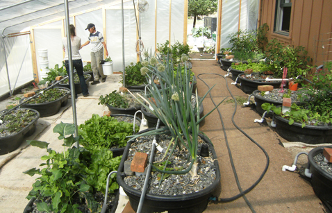 Greenhouse1
