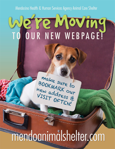AnimalWebsite