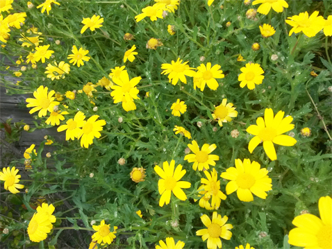 Daisies