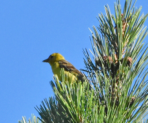 BirdInBranches