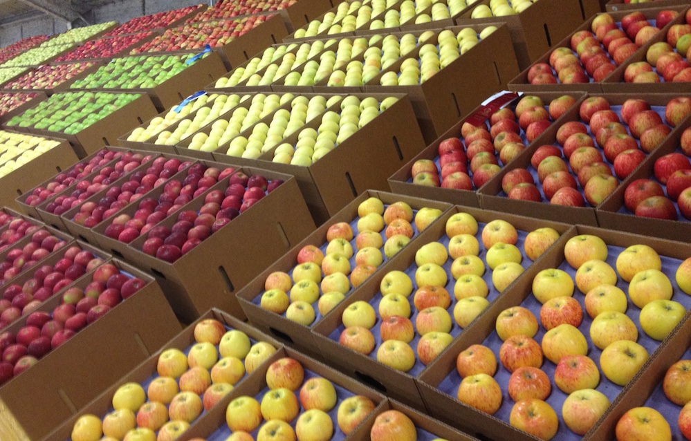 apples