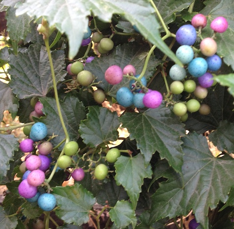 berries