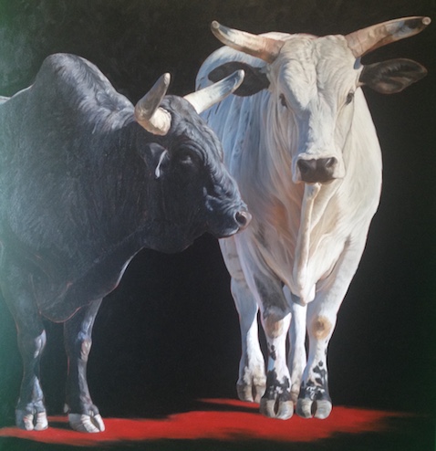 bulls