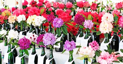 Rhodies