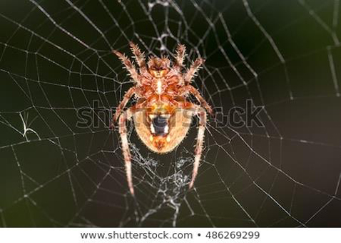 CloggSpider