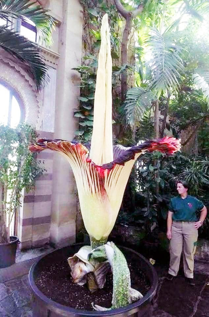 Amorphophallus