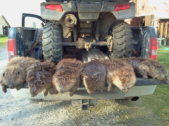 DeadBeavers