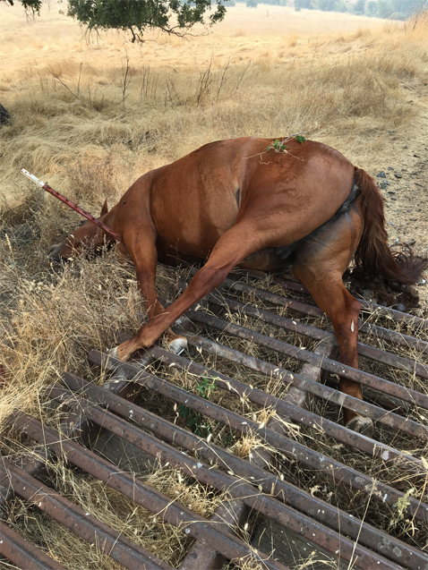 MeyerHorse