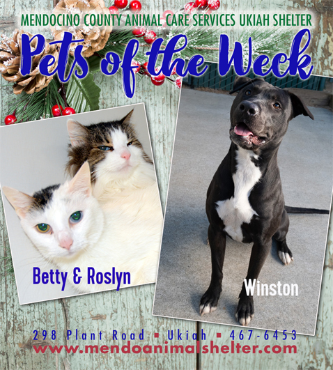 PetsOfWeek