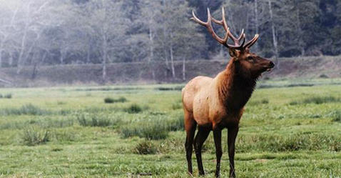 TuleElk