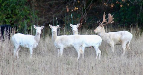 WhiteDeer