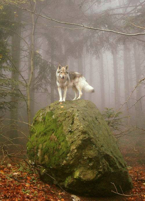 WolfOnRock