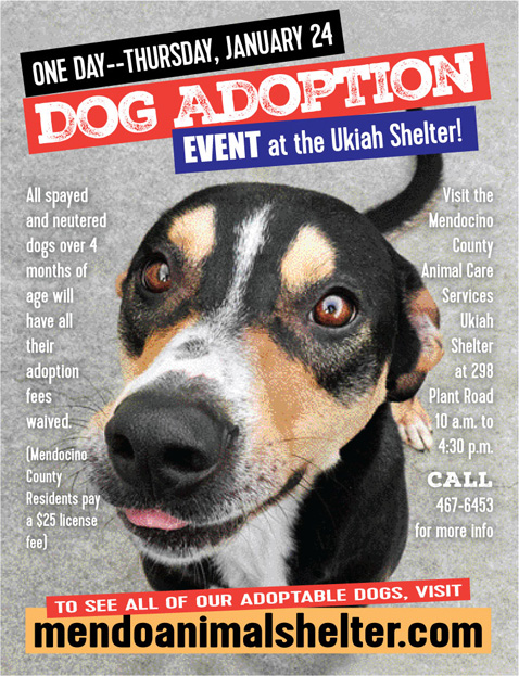 DogAdoption