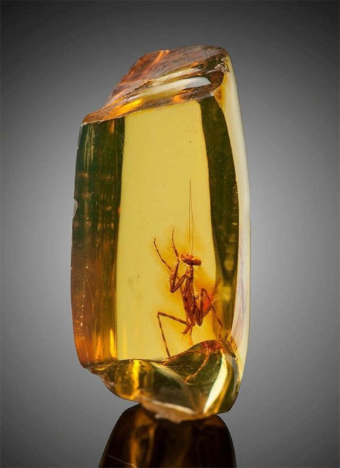 MantisInAmber
