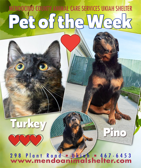 PetsOfWeek