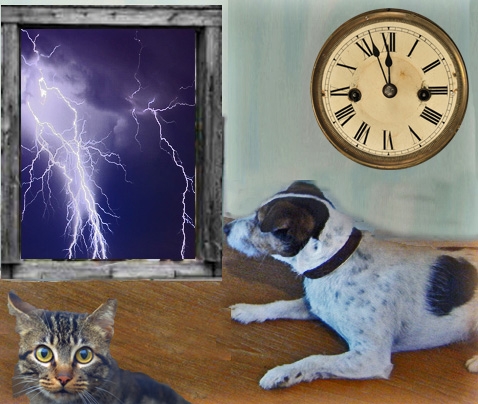 dogwithLD&Lightning