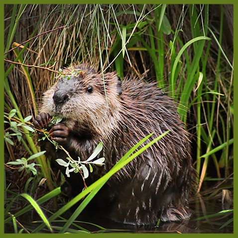 BeaverBaby