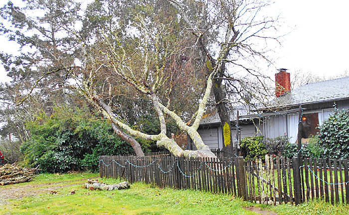BoonvilleTreeDown