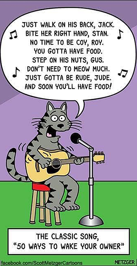 Catsong