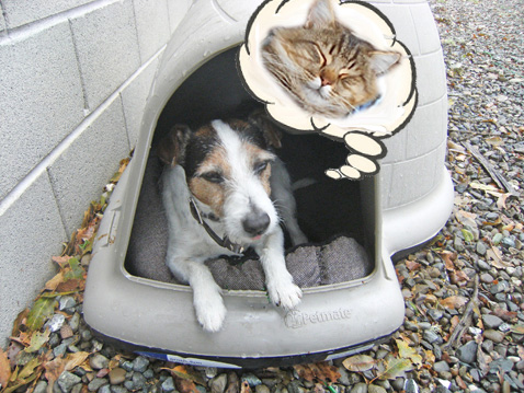 DogWithSkragDreaming