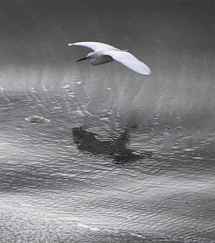 Egret