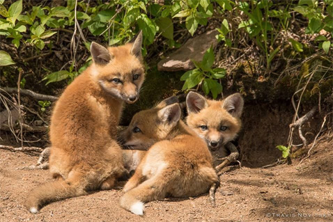 FoxKits