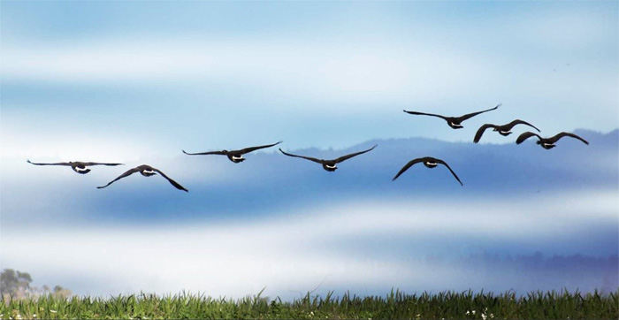 Geese