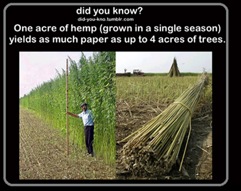 Hemp