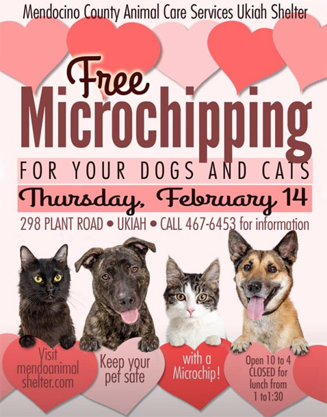 Microchipping