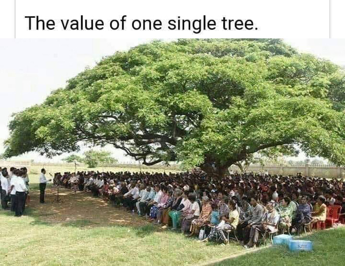 OneTree