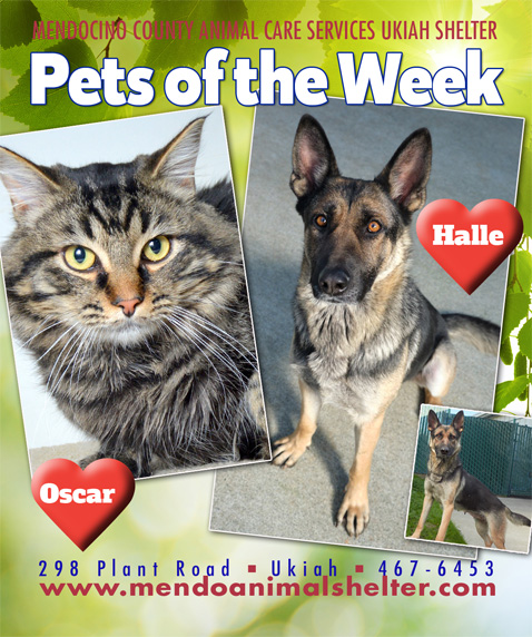 PetsOfWeek