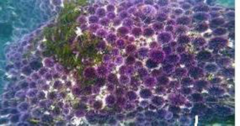 PurpleUrchin
