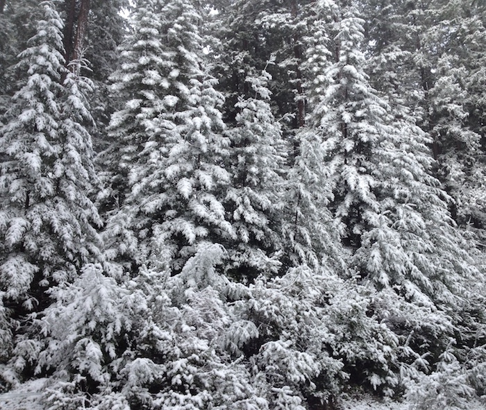 snow10feb2019