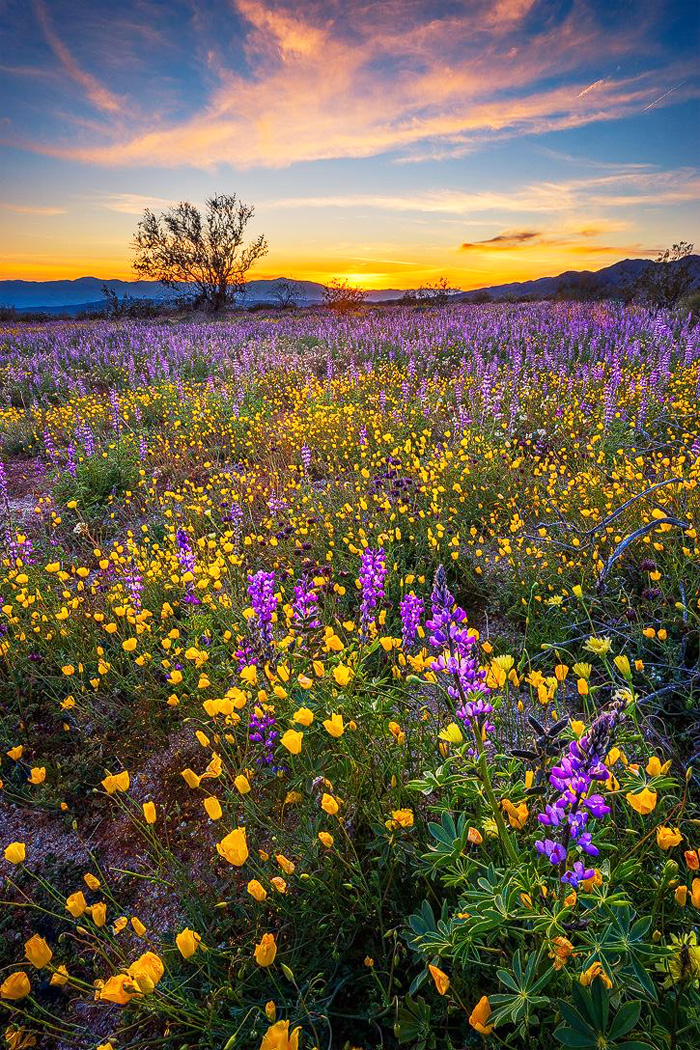 CottonwoodSpringsSunset