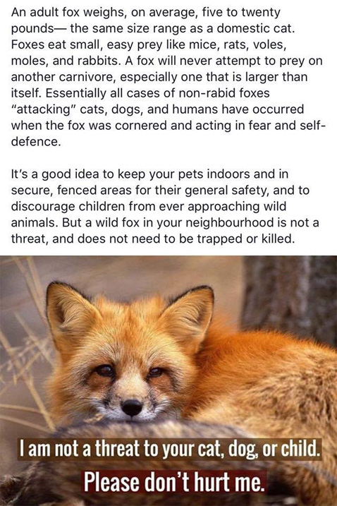 FoxesRsafe
