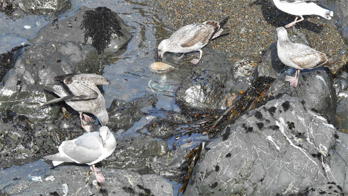 GullWithAb