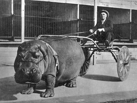 HippoCart