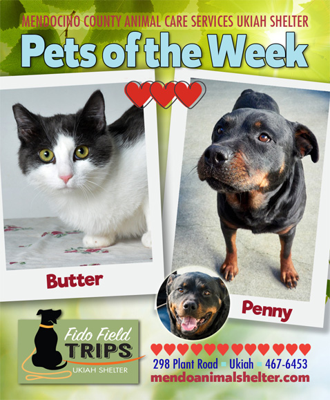 PetsOfWeek