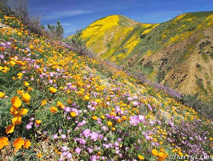 Superbloom