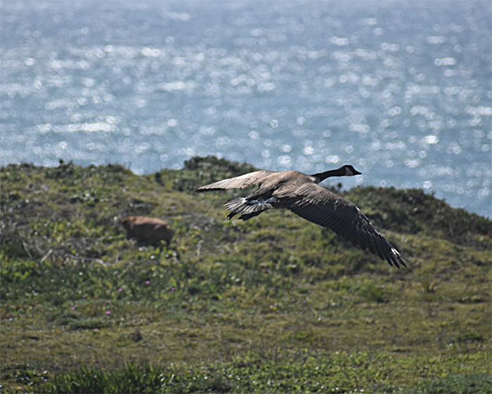 CoastalGoose