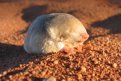 GoldenMole