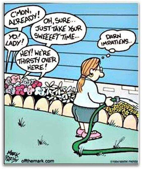 Impatiens