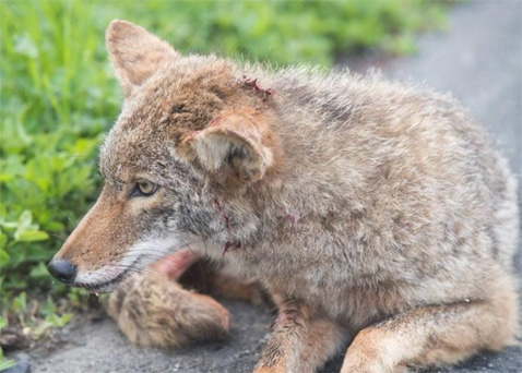 InjuredCoyote