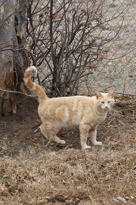 NeighborsCat