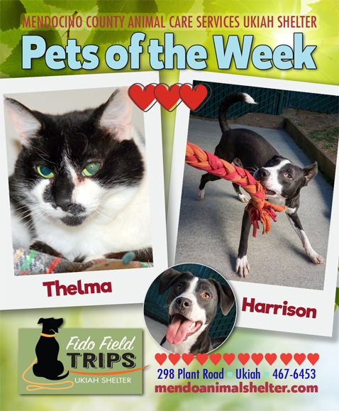PetsOfWeek