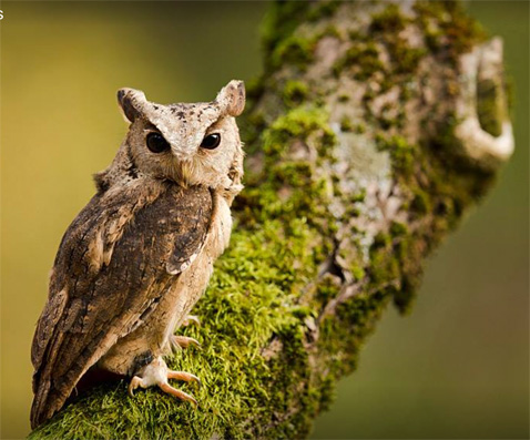 RealOwl