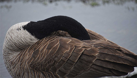 ValadaoGoose1
