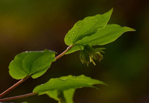 DrippingPlant